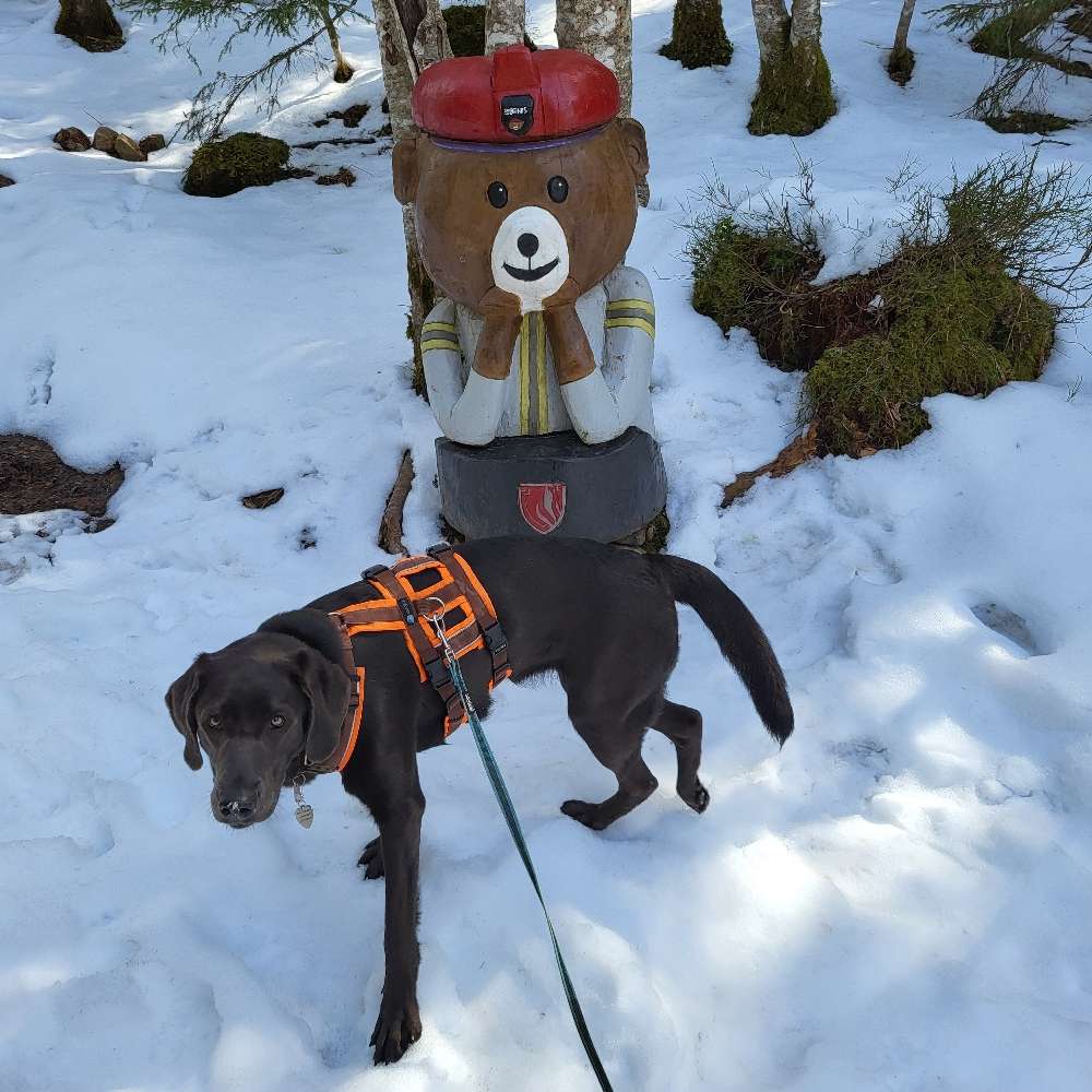 Hundetreffen-Entspanntes Gassi gehen-Profilbild