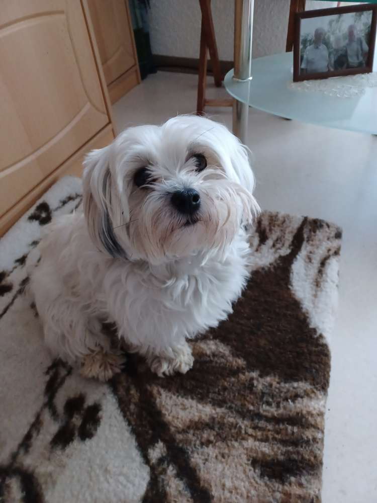 Hundetreffen-Treffen am Tharandter Wald in Kurort Hartha-Profilbild