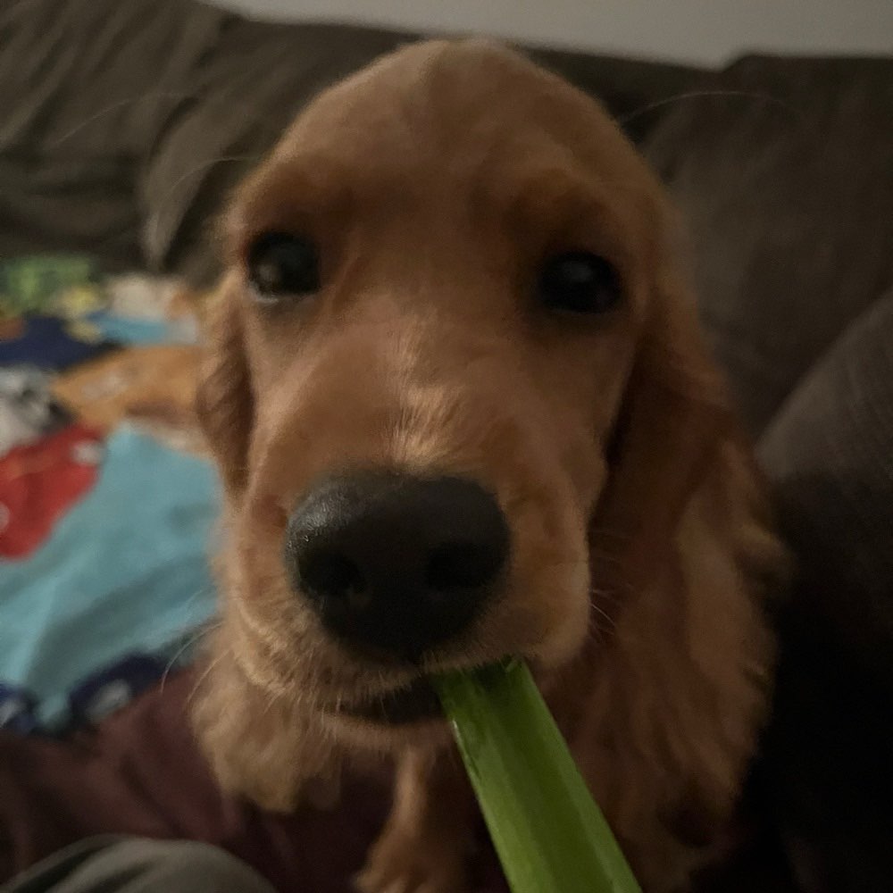 Hundetreffen-Welpentreffen Umkreis Bad Neustadt-Profilbild