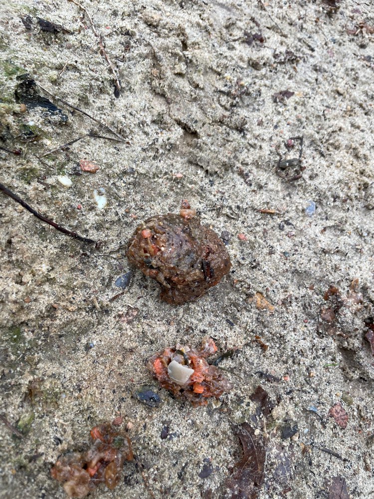 Giftköder-Verdächtige Fleischbällchen-Profilbild