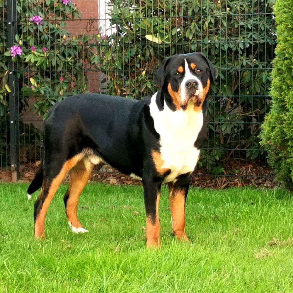 Hundetreffen-Gassi und Spiel Dates für Bobby gesucht-Profilbild