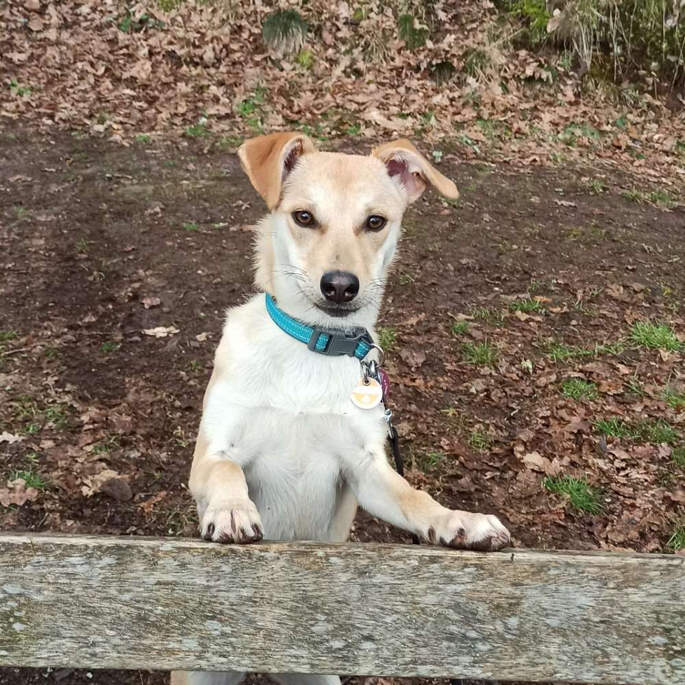 Hundetreffen-Spielfreunde rund um Grävenwiesbach gesucht-Profilbild