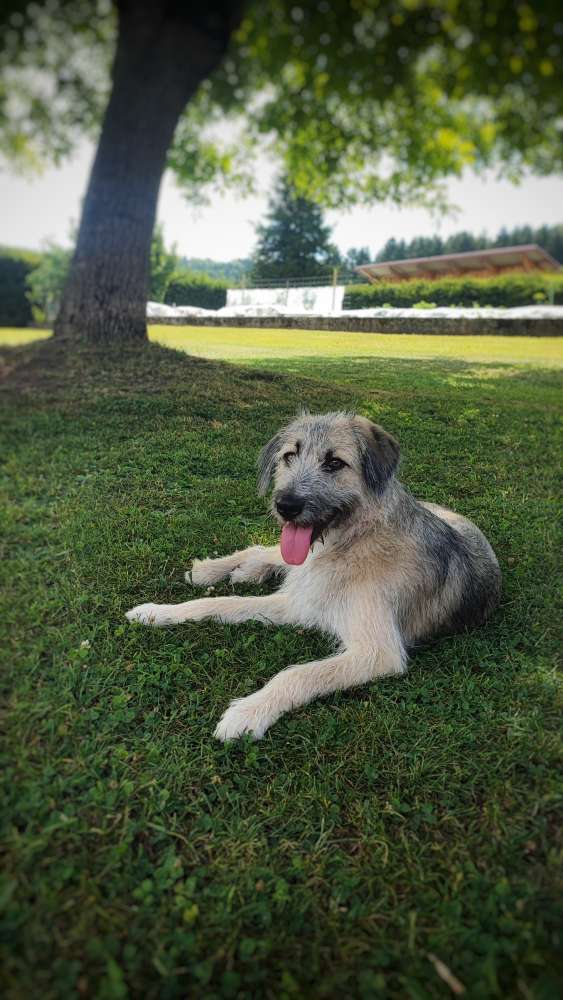 Hundetreffen-Lara sucht Trainingspartner 🐾-Profilbild