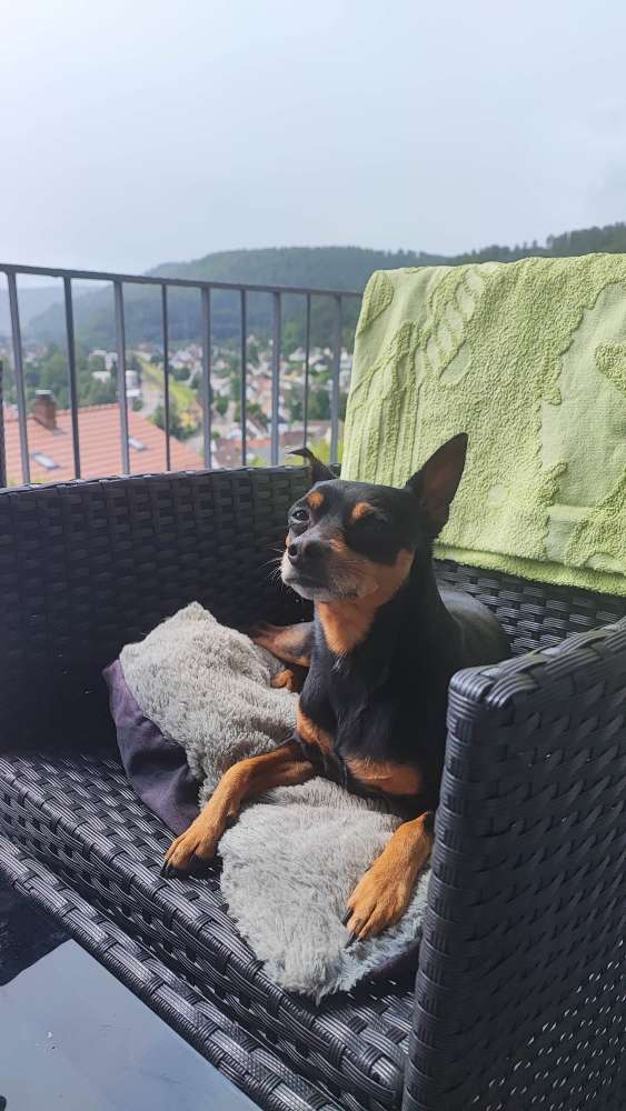 Hundetreffen-Trainingspartner gesucht 🐾-Profilbild