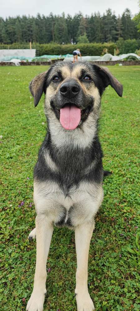 Hundetreffen-Blaki sucht Trainingspartner-Profilbild