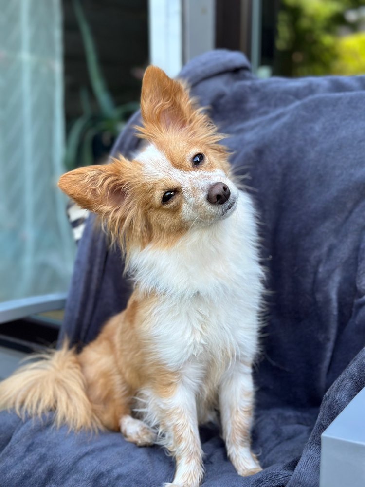 Hundetreffen-Spielen oder Spazieren-Profilbild