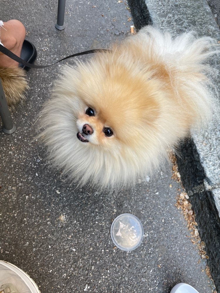 Hundetreffen-Kleine Spielrunden für kleine Hunde-Profilbild