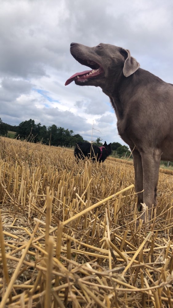 Hundetreffen-Gassirunden in Neumünster-Profilbild