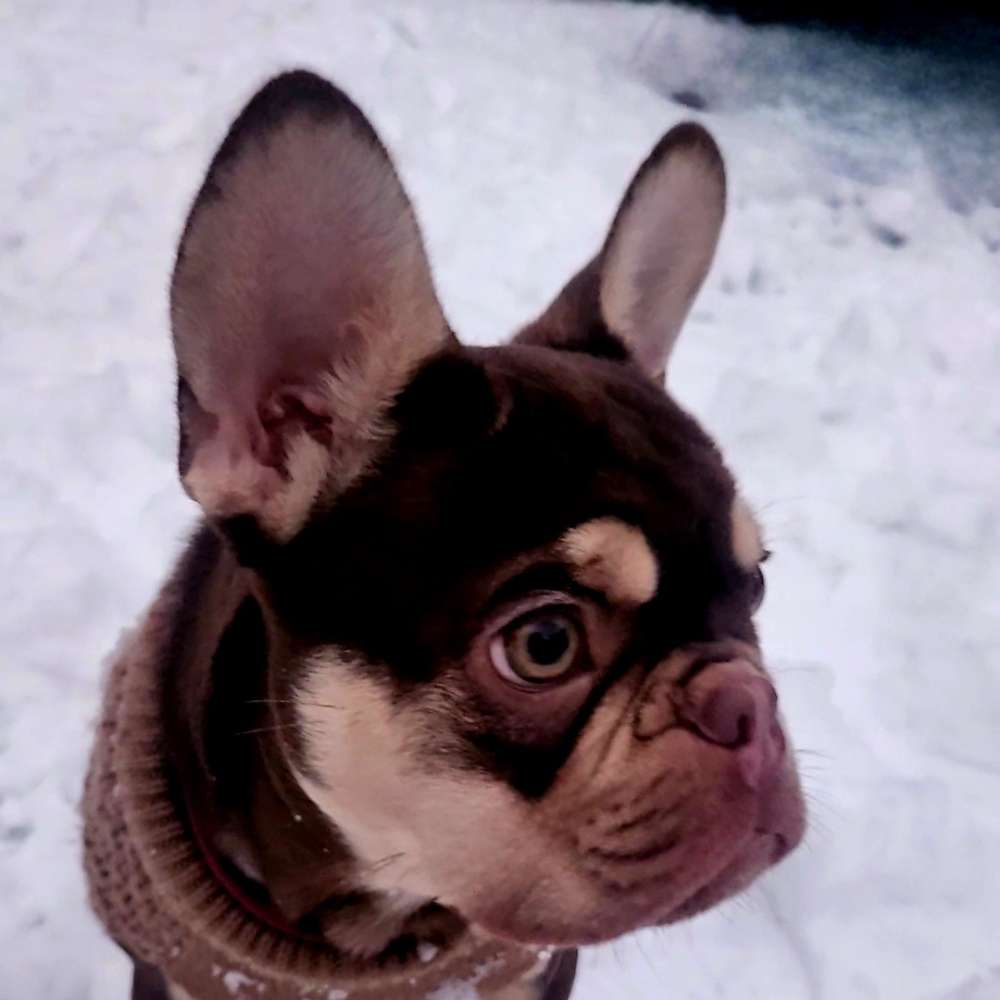 Hundetreffen-Welpentreffen in Frohenhausen-Profilbild