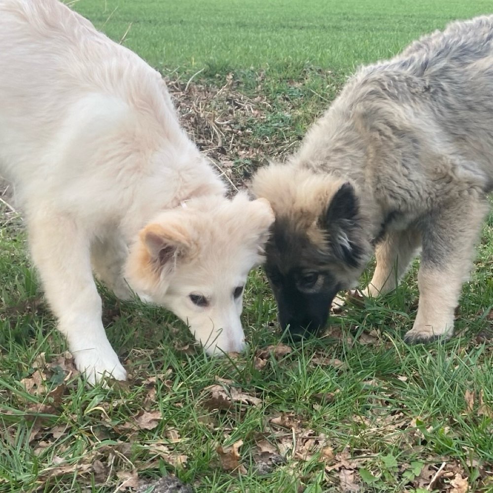 Hundetreffen-Freunde für Gaja & Morgana-Profilbild