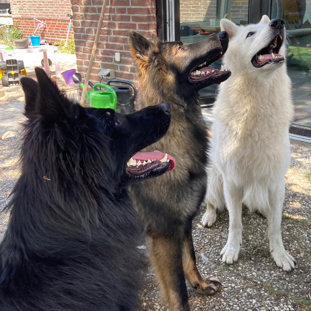 Hundetreffen-Faolan sucht Hundefreunde zum spielen und üben-Profilbild