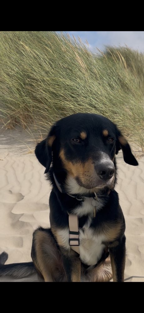 Hundetreffen-Gemeinsamer Spaziergang-Profilbild