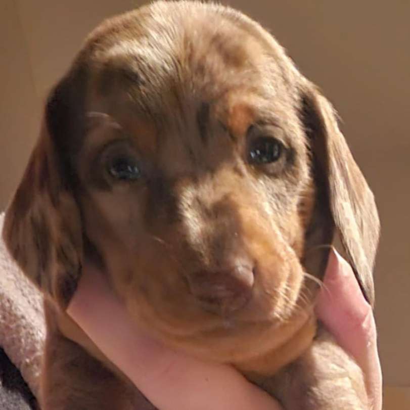 Hundetreffen-Freundschaft gesucht-Profilbild