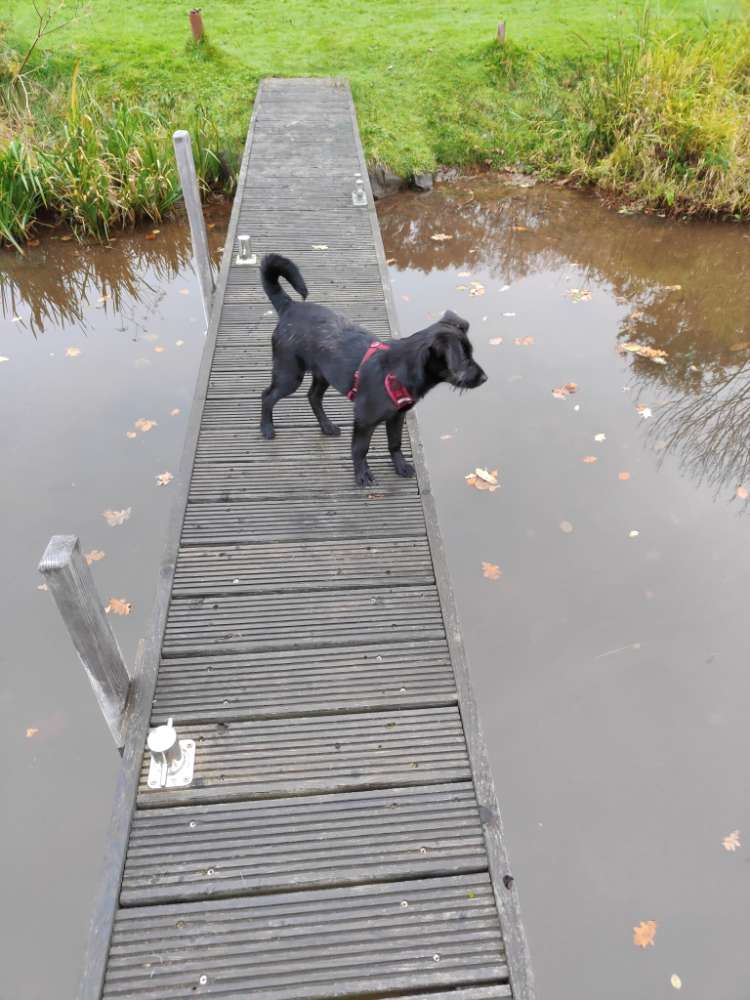 Hundetreffen-Junghundtreffen-Profilbild