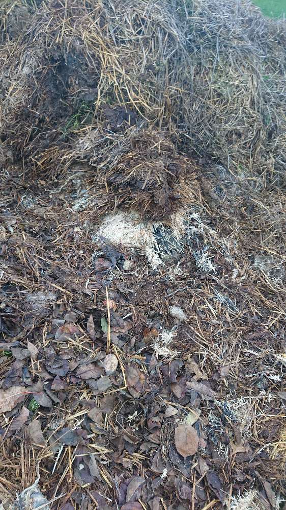 Giftköder-Verwesende Geflügelteile-Profilbild