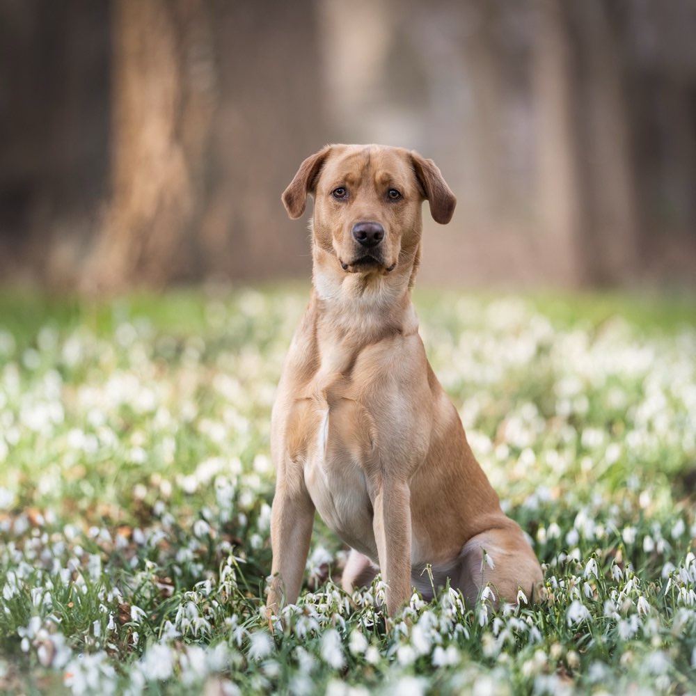 Hundetreffen-Spielrunde 🐶-Profilbild
