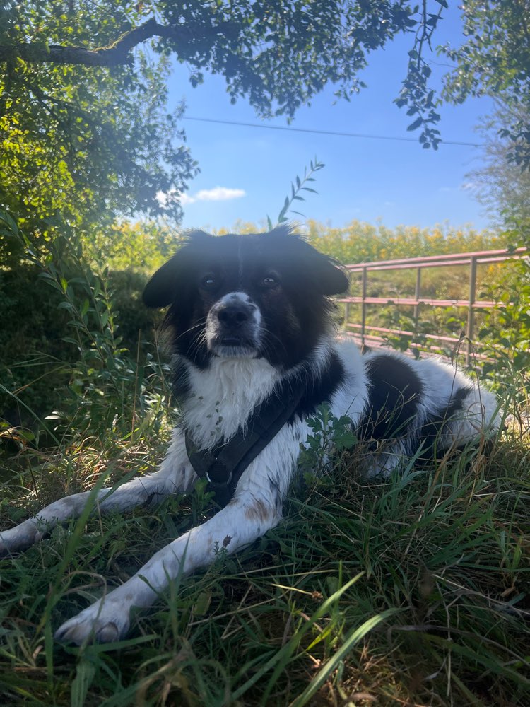 Hundetreffen-Gassi in Waldtrudering / Solalinden Keferloh-Profilbild