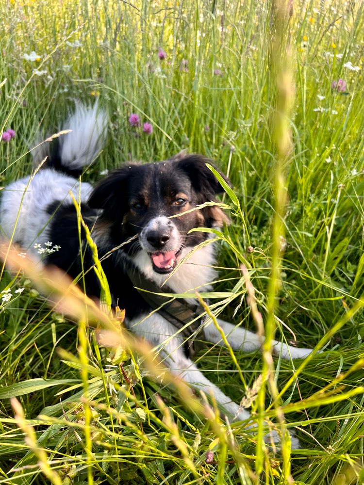 Hundetreffen-PlayDates in Waldtrudering-Profilbild
