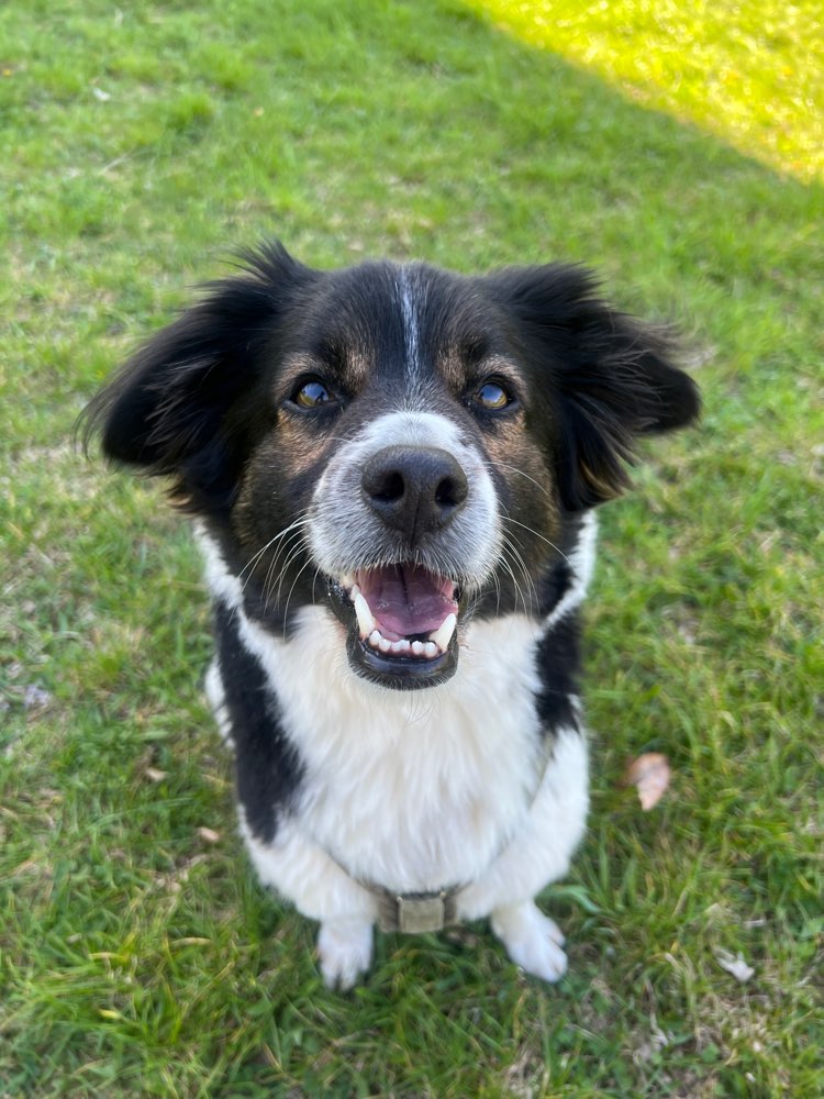 Hundetreffen-neue Hundefreundschaft nach Umzug von München-Profilbild