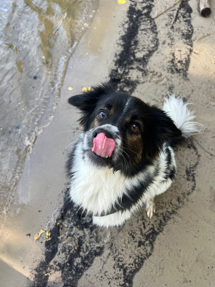 Hundetreffen-🐾 Gemeinsame Spaziergänge am Pohlesee-Profilbild