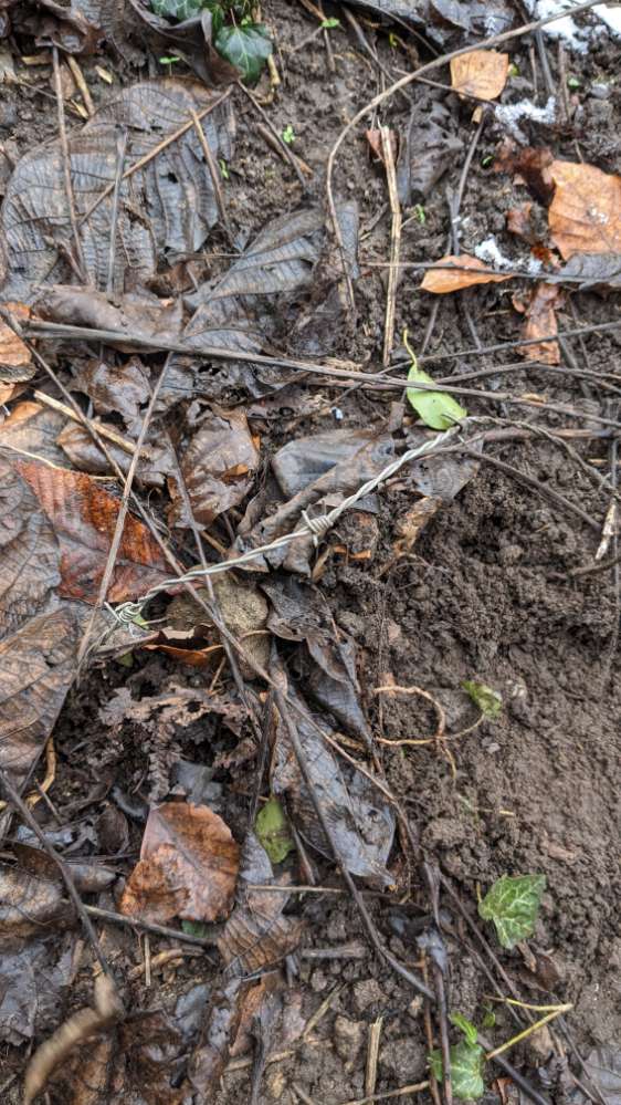 Giftköder-Eingebuddelter Stacheldraht + Scherben-Profilbild