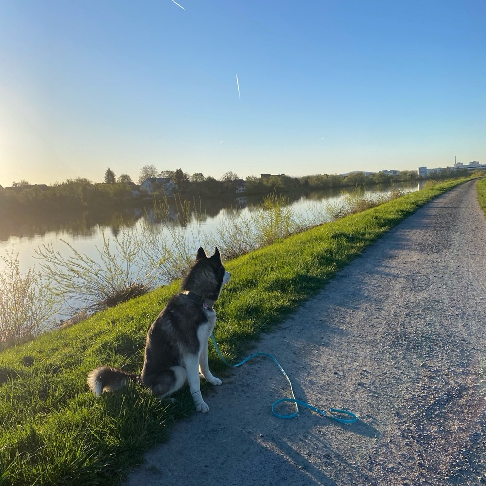 Hundetreffen-Gassi-Profilbild