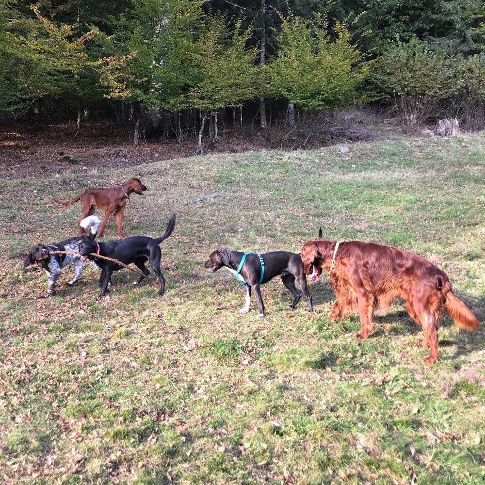 Hundetreffen-Spielstunde bei #KommunizierMitTier-Profilbild