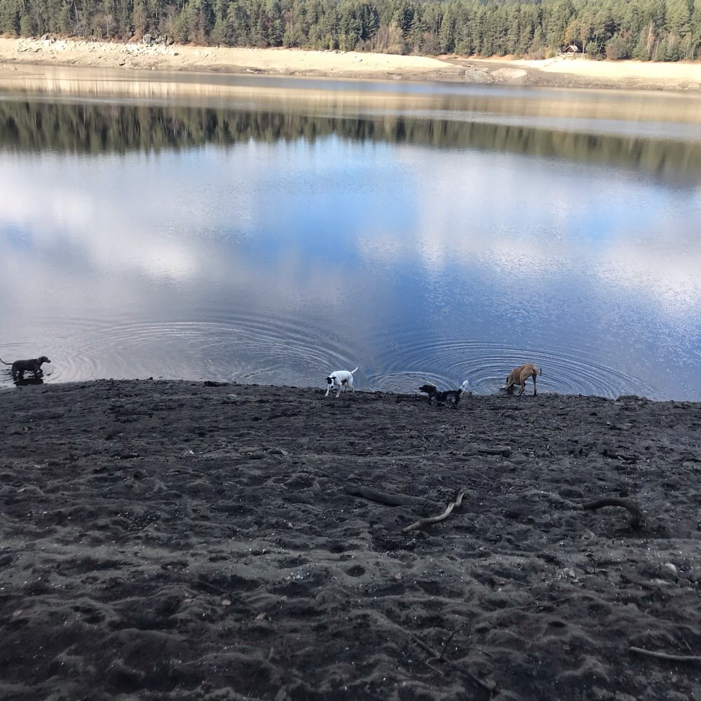 Hundetreffen-Gassirunde #KommunizierMitTier-Profilbild