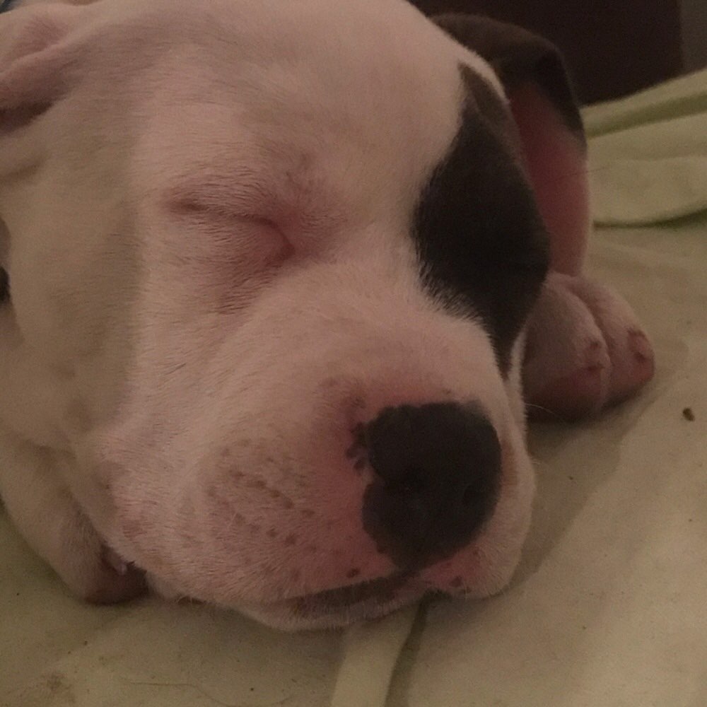 Hundetreffen-Welpentraining-Profilbild