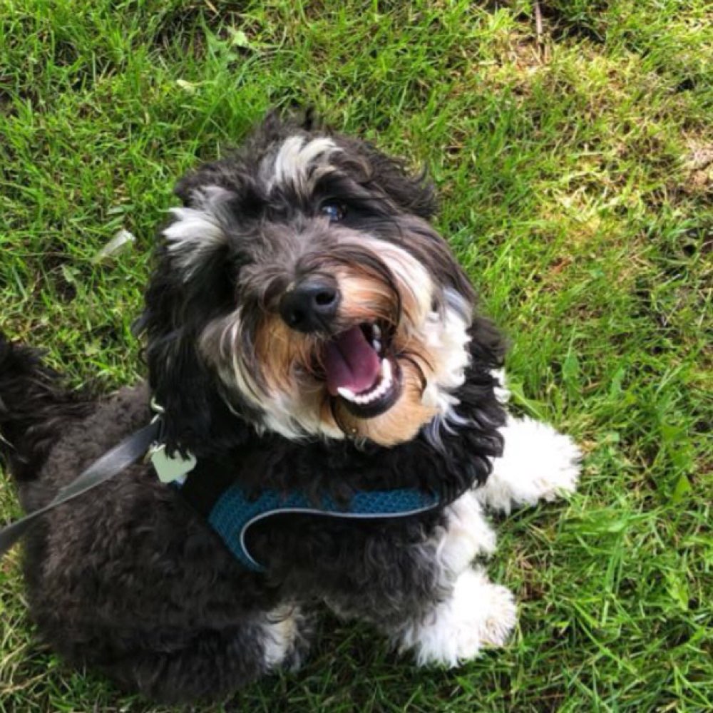 Hundetreffen-Hunde-Freund gesucht-Profilbild