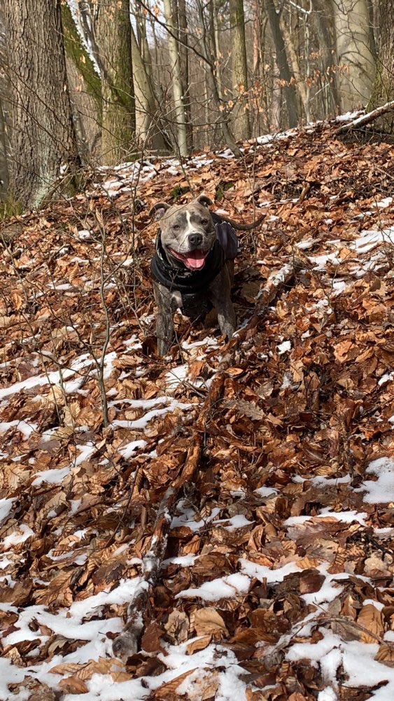 Hundetreffen-Rüden-Training-Profilbild