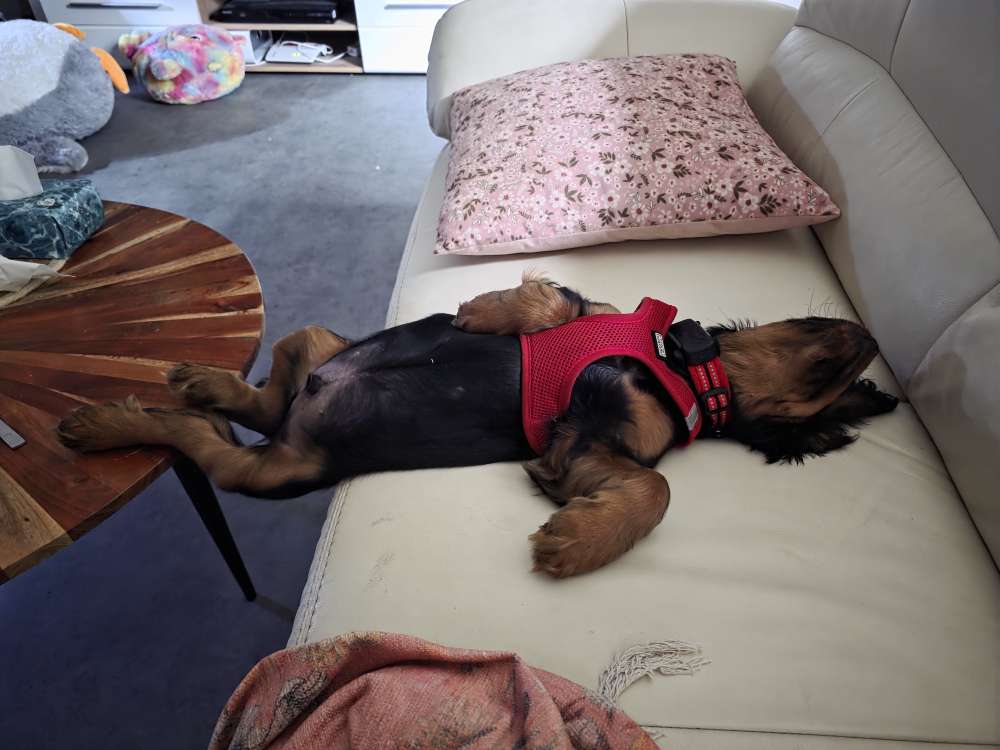 Hundetreffen-Karlheinz geb. 11.04.2025 in Sehnde-Profilbild