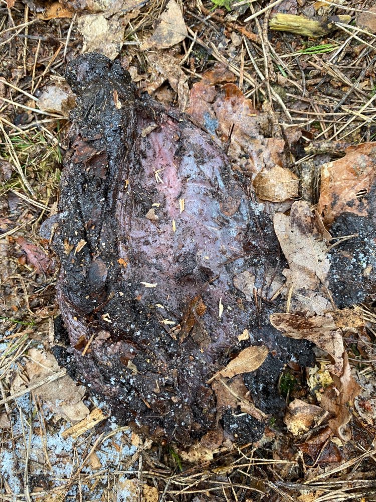 Giftköder-Rohes Fleisch und eventuell Geflügelhals-Profilbild