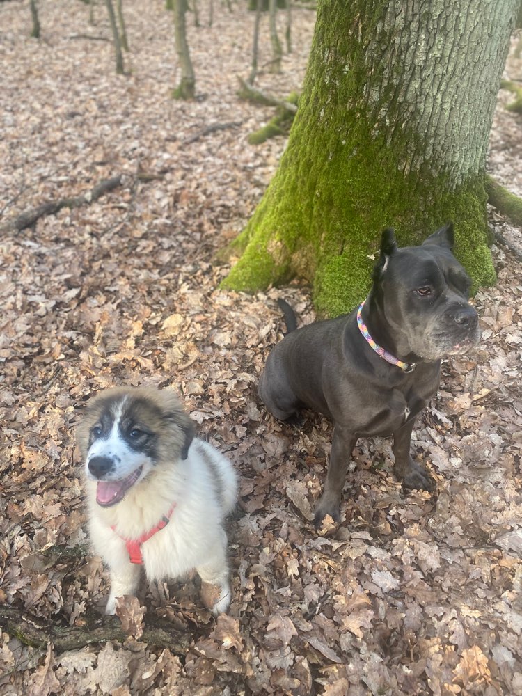 Hundetreffen-Spiel und/oder Trainings Spaziergänge-Profilbild