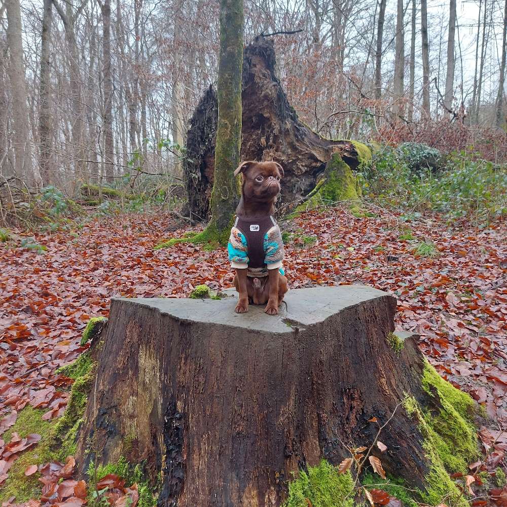 Hundetreffen-Gemeinsame Freilauf Spiele-Gassirunden-Profilbild