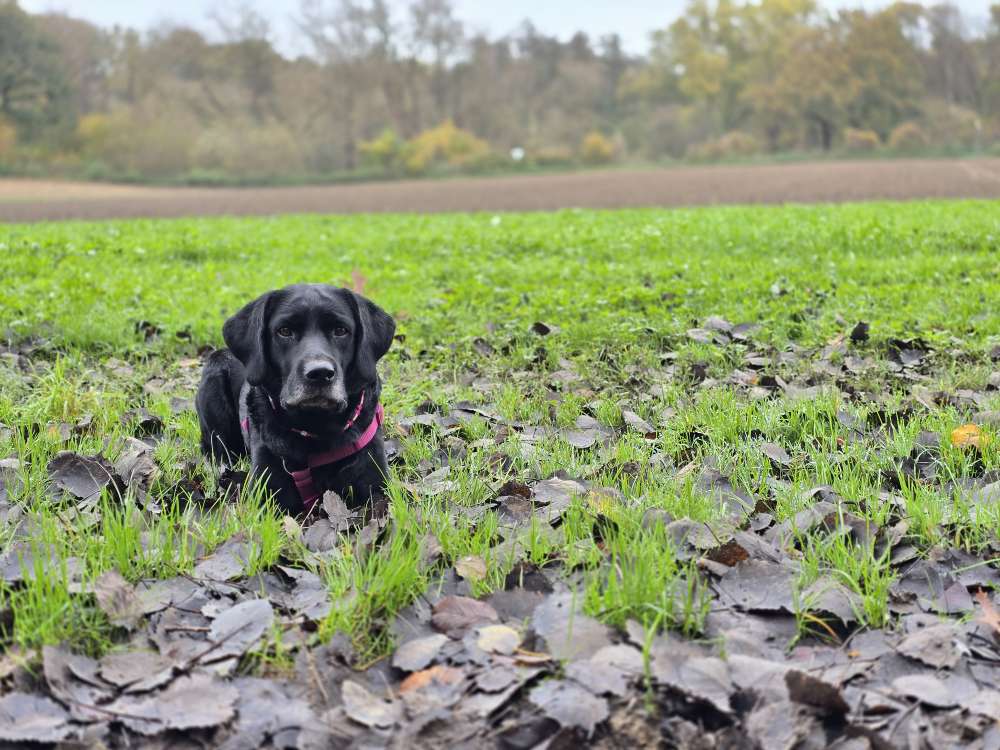 Hundetreffen-Freilauf, Training, Spielen & Mehr!-Profilbild