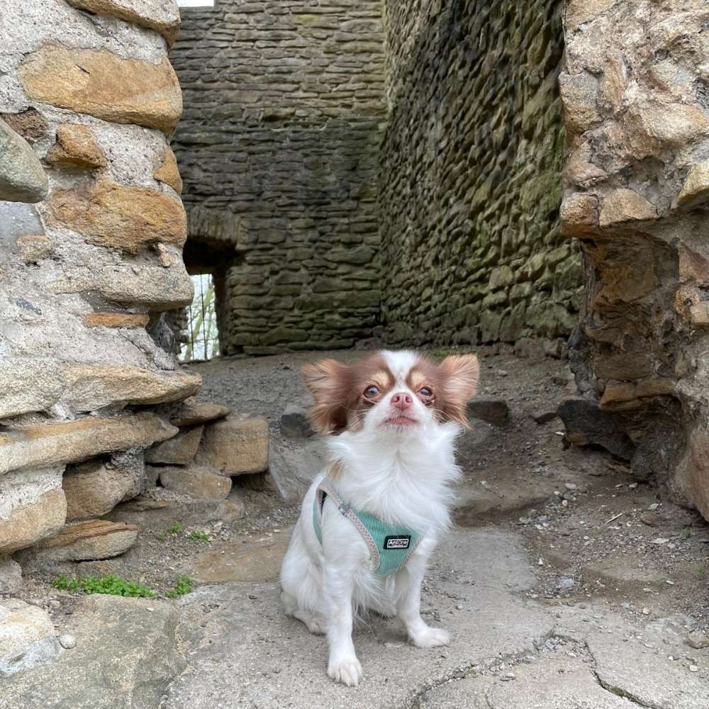 Hundetreffen-Gassigehpartner gesucht-Profilbild