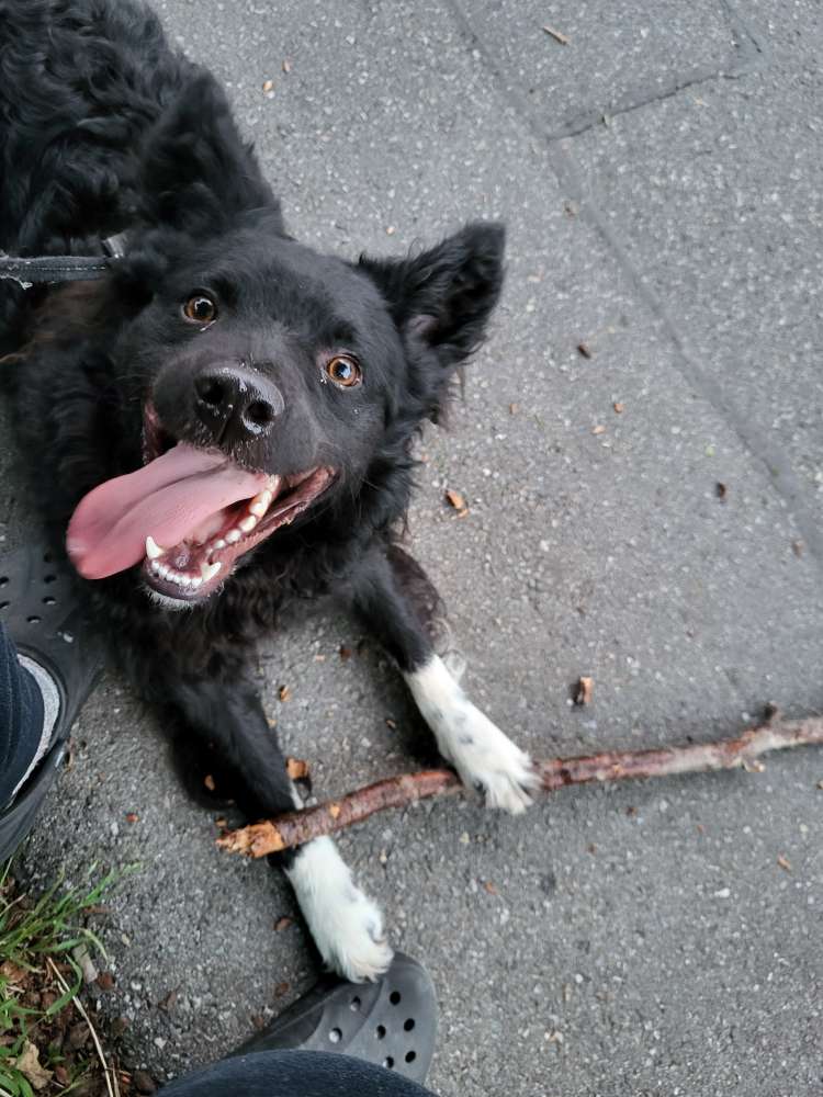 Hundetreffen-Ricky  sucht Spielgefährten-Profilbild