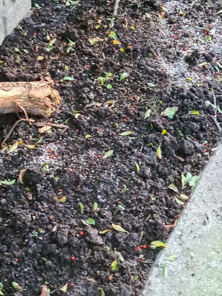 Giftköder-Schneckenkorn-Profilbild