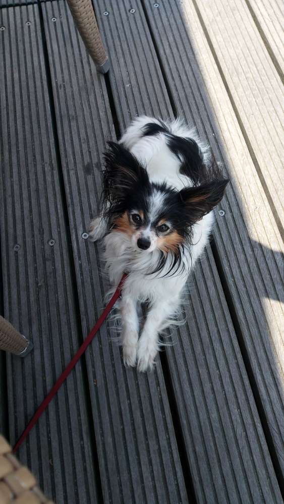 Hundetreffen-Kleine Hunde bis 5 kg-Profilbild