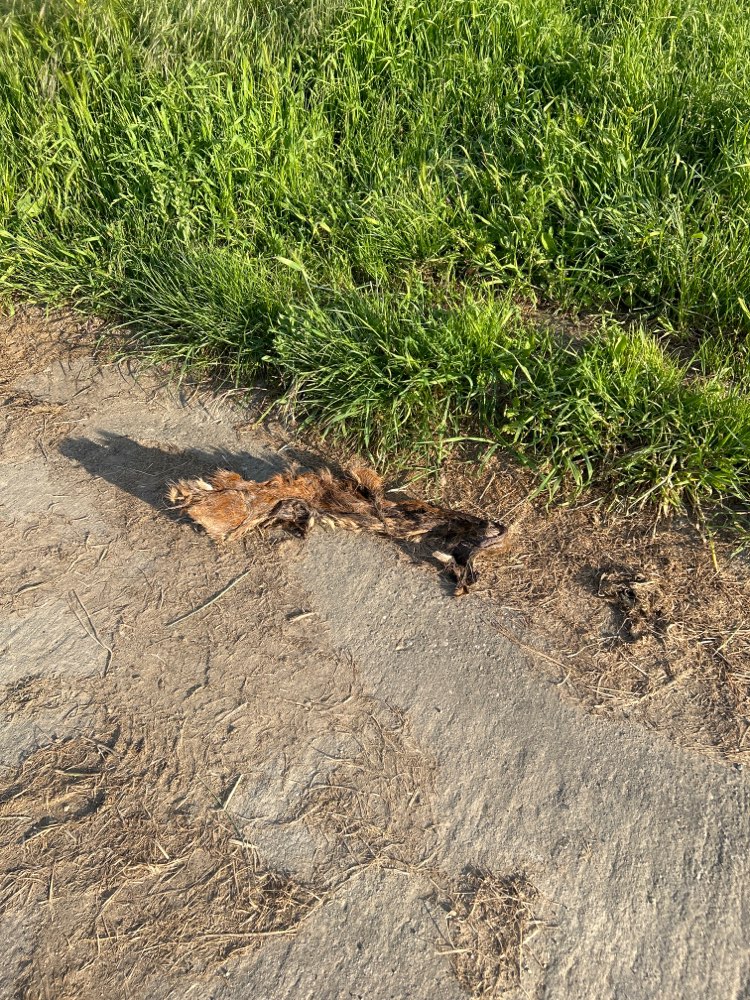 Giftköder-Tierbein-Profilbild