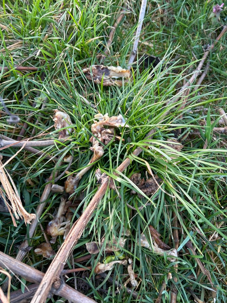 Giftköder-Knochen-Profilbild