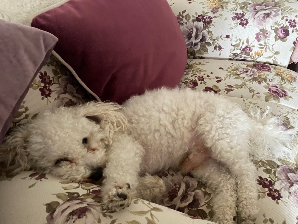 Hundetreffen-Hundetreffen zum Spielen :)-Profilbild