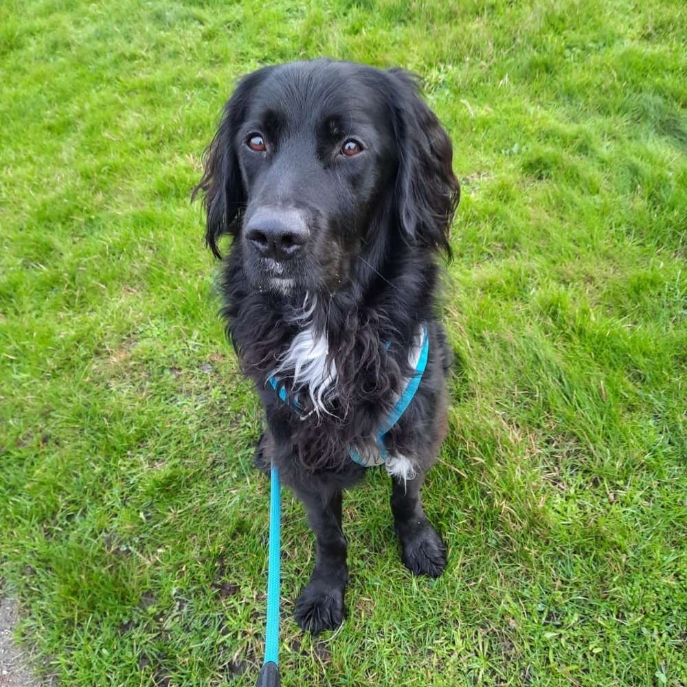 Hundetreffen-Gassirunde-Profilbild