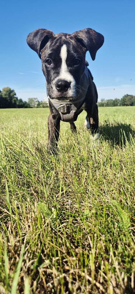 Hundetreffen-Feste sozial Kontakte aufbauen-Profilbild
