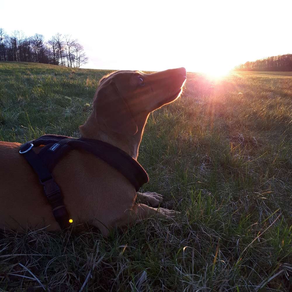Hundetreffen-Spazieren gehen-Profilbild