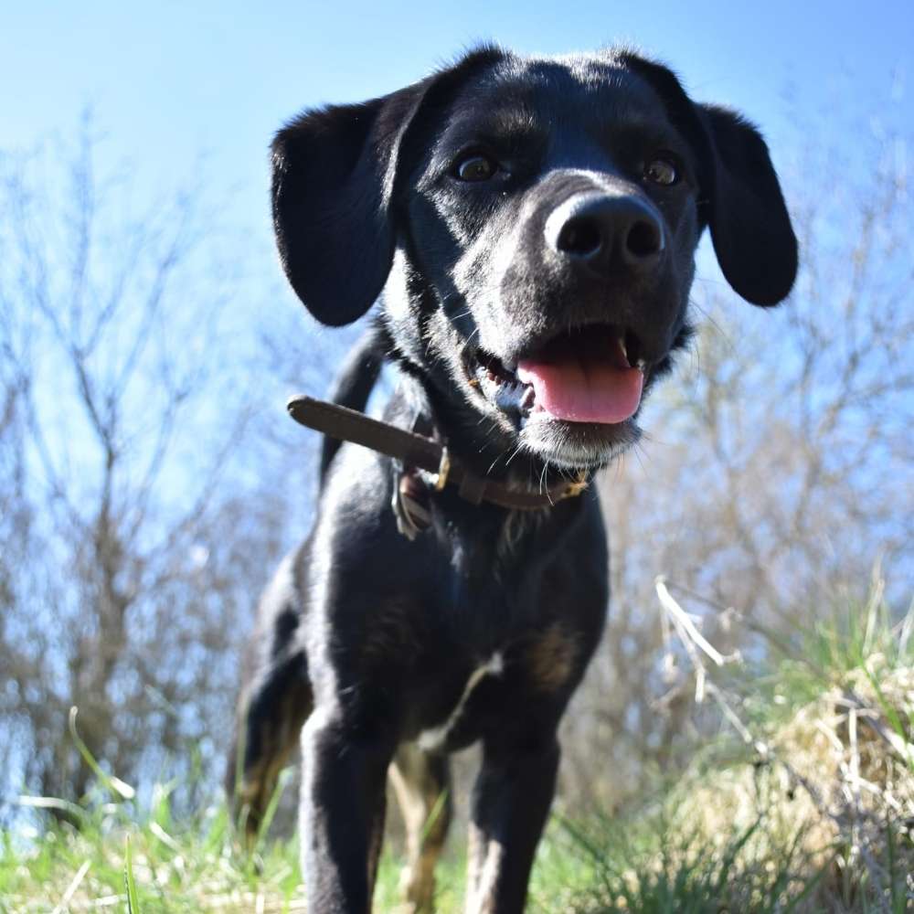 Hundetreffen-Einfach nur spielen-Profilbild