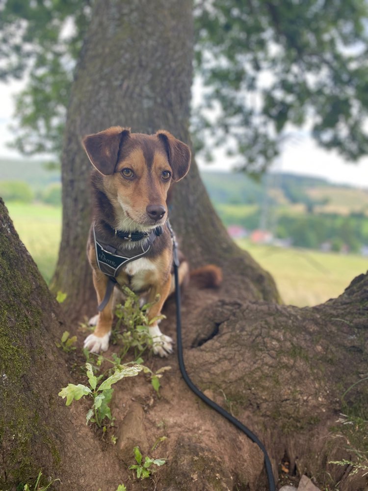 Hundetreffen-Gassirunde-Profilbild