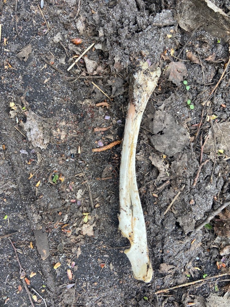 Giftköder-Knochen-Profilbild