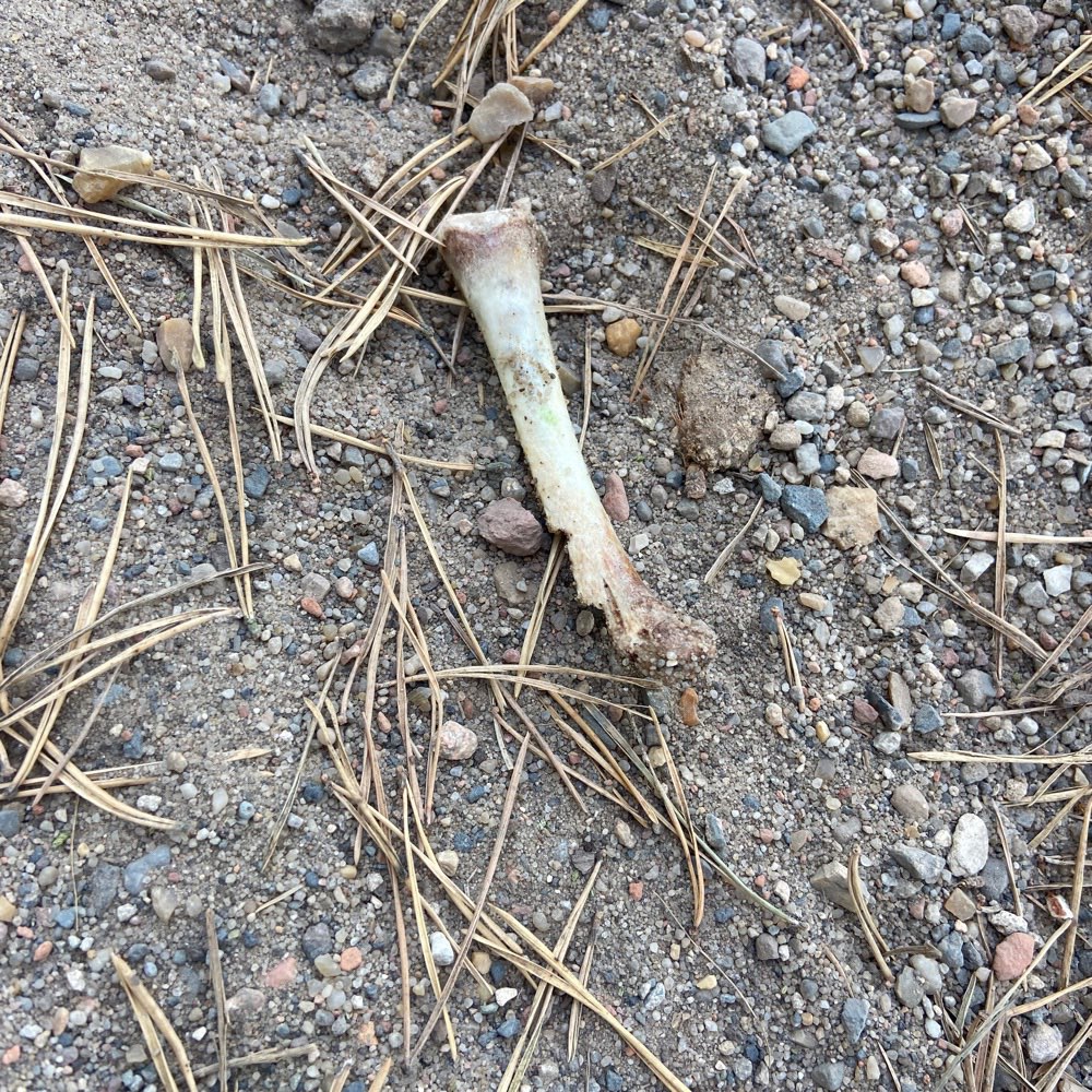 Giftköder-Knochen-Profilbild